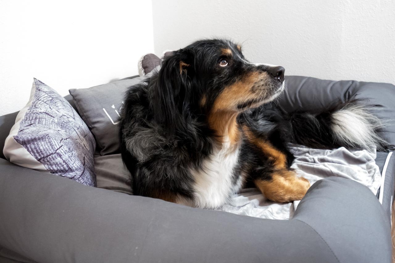 Landhaus Schulze - Ihr Hundefreundliches Hotel Im Harz Герцберґ-ам-Гарц Екстер'єр фото